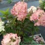 Aedhortensia Quick Fire Fab
